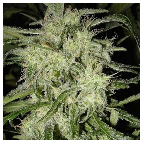 Lemon OG Haze | Feminised, Auto, Indoor & Outdoor