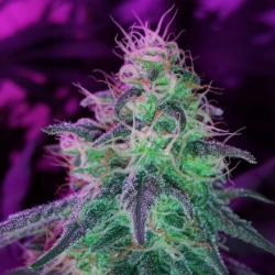 Blackjack | Feminised, Indoor & Outdoor