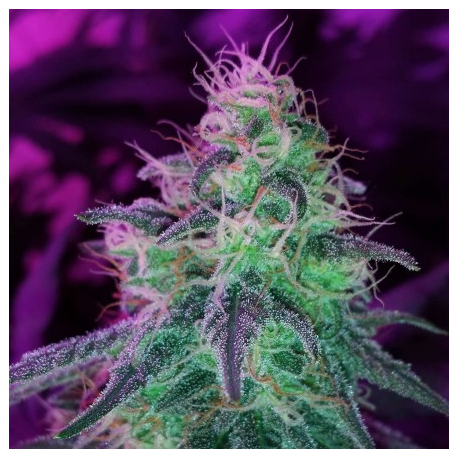 Blackjack | Feminised, Indoor & Outdoor