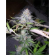Blackjack | Feminised, Indoor & Outdoor