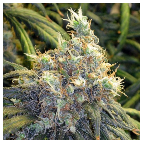 Bubblelicious | Indoor & Outdoor