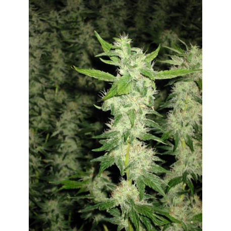 Jock Horror | Feminised, Auto, Indoor & Outdoor