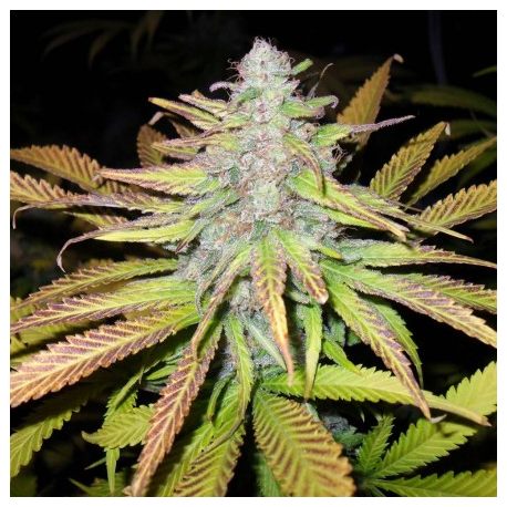 Jock Horror | Feminised, Indoor