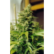 Master Kush | Feminised, Indoor & Outdoor
