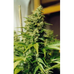 Master Kush | Feminised, Indoor & Outdoor