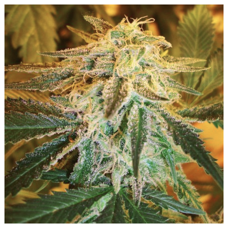 Northern Light | Feminised, Auto, Indoor & Outdoor