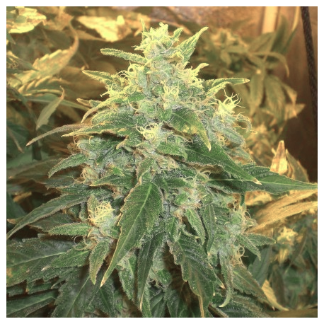 Northern Light | Indoor & Outdoor