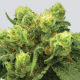 P-99 Big Bud | Feminised, Indoor & Outdoor