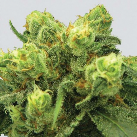 P-99 Big Bud | Feminised, Indoor & Outdoor