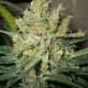 Pure Power Plant | Feminised, Indoor