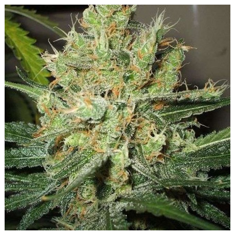 Pure Power Plant | Indoor