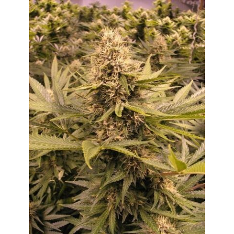 Rasberry Cough | Feminised, Indoor