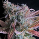 Rasberry Cough | Feminised, Indoor
