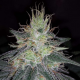 Rasberry Cough | Feminised, Indoor