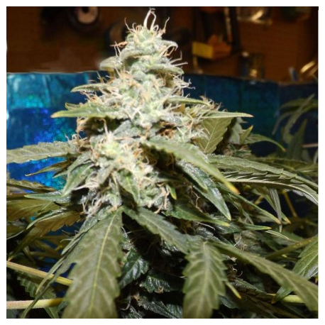 Short Rider | Feminised, Auto, Indoor & Outdoor