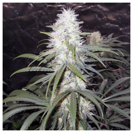 Sterling Haze | Indoor