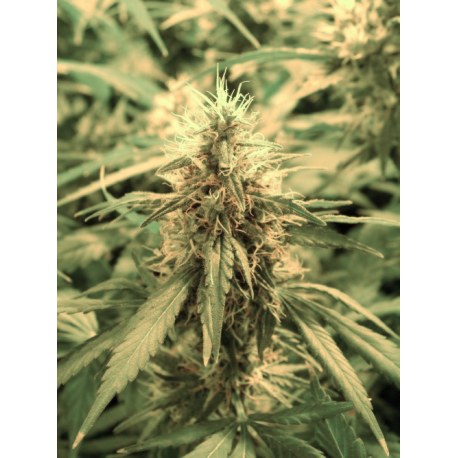 Super Skunk | Feminised, Indoor & Outdoor