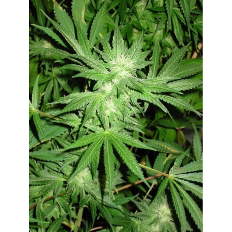 White Rhino | Feminised, Indoor