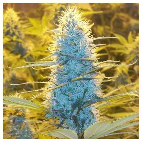White Widow | Feminised, Indoor