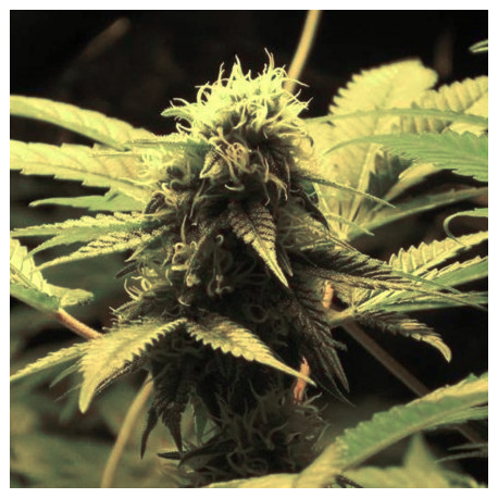 Wonder Woman | Feminised, Indoor & Outdoor