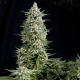 Amnesia Gold | Feminised, Indoor & Outdoor