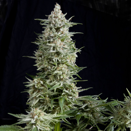 Amnesia Gold | Feminised, Indoor & Outdoor