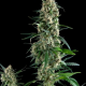Amnesia Gold | Feminised, Indoor & Outdoor