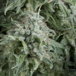 Auto Anubis | Feminised, Auto, Indoor & Outdoor