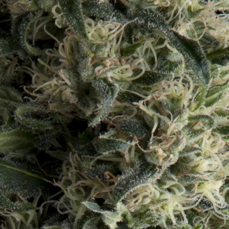 Auto Galaxy | Feminised, Auto, Indoor & Outdoor