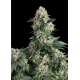 Auto Northern Lights | Feminised, Auto, Indoor & Outdoor