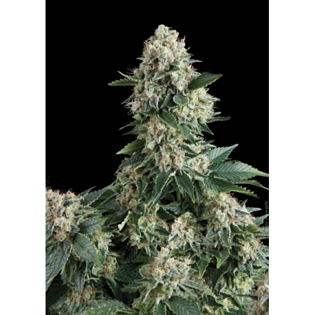 Auto Northern Lights | Feminised, Auto, Indoor & Outdoor