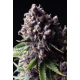 Auto Purple | Feminised, Auto, Indoor & Outdoor