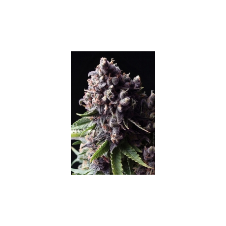 Auto Purple | Feminised, Auto, Indoor & Outdoor