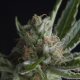 Auto Shark | Feminised, Auto, Indoor & Outdoor