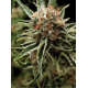 Auto Shark | Feminised, Auto, Indoor & Outdoor