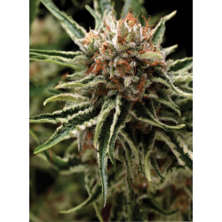 Auto Shark | Feminised, Auto, Indoor & Outdoor