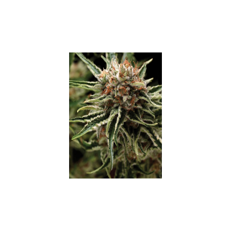 Auto Shark | Feminised, Auto, Indoor & Outdoor