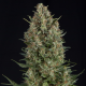 Auto Wembley | Feminised, Auto, Indoor & Outdoor