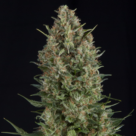 Auto Wembley | Feminised, Auto, Indoor & Outdoor