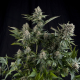 White Widow | Feminised, Indoor & Outdoor