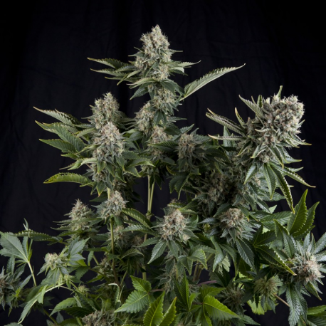 White Widow | Feminised, Indoor & Outdoor