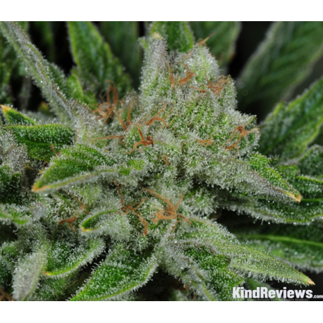 Ghost Train Haze Nr 1 | Indoor