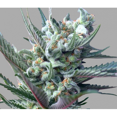 Moonshines Ghost Train Haze 1 | Feminised, Indoor & Outdoor