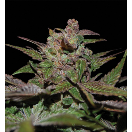 Purple Wreck | Feminised, Indoor & Outdoor