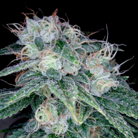 Sour Diesel | Feminised, Indoor & Outdoor