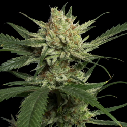 Strawberry Banana | Feminised, Indoor & Outdoor