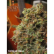 Critical Haze | Feminised, Indoor & Outdoor