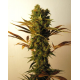 Hammer Shark | Feminised, Indoor & Outdoor