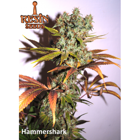 Hammer Shark | Feminised, Indoor & Outdoor