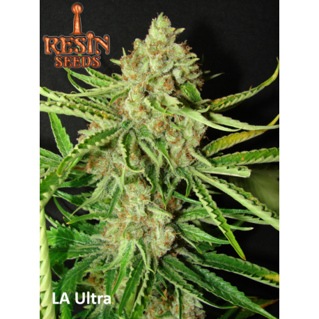 L.A. Ultra | Feminised, Indoor & Outdoor